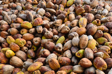 Coconuts