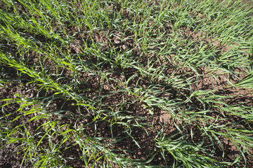 Young wheat.