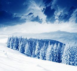 Obraz premium Winter