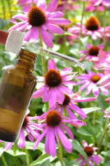 Sonnenhut echinacea mit Pipette