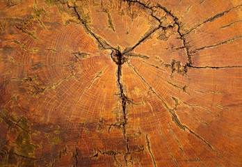 Oak Tree Stump Cross Section