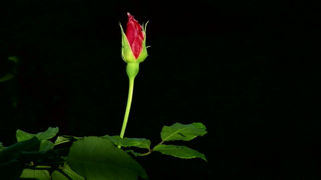 Rose bud garden (1)