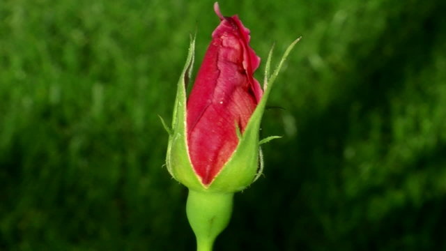 Rose bud garden (2)