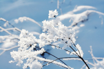 Frost detail in winter weather on blue  sky background