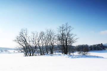 Winter landscape with tree in front of blue sky
