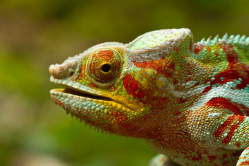 Panther Chameleon