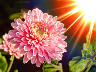 Chrysanthemum flower in the sunlight