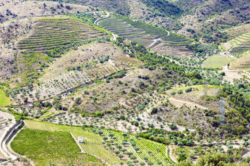 Fototapeta na wymiar vineyars in Douro Valley, Portugal