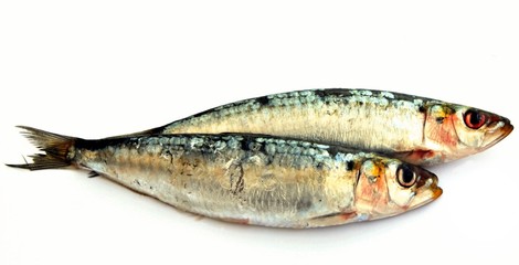 Sardinas