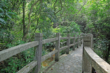 Bridge in the forest