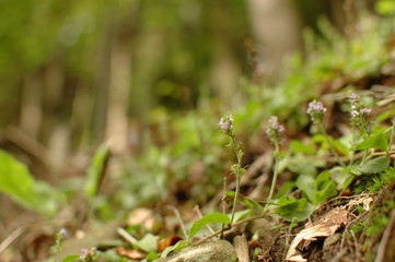 flowers in forrest