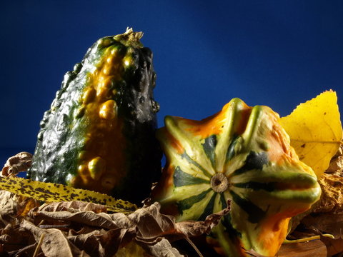 Two Ornamental Gourds in Fall