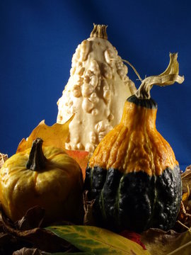 Three Gourds in Leaves