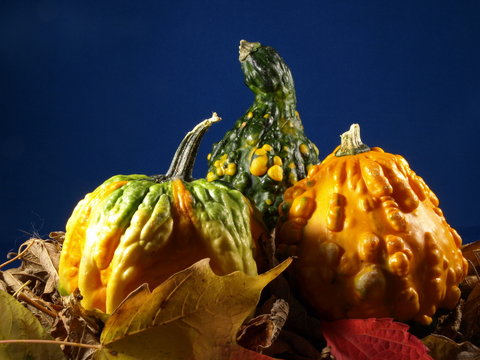 Three Harvest Gourds