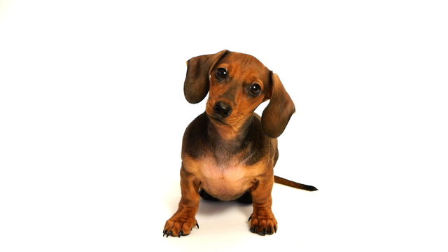 HD - Curious puppy dachshund
