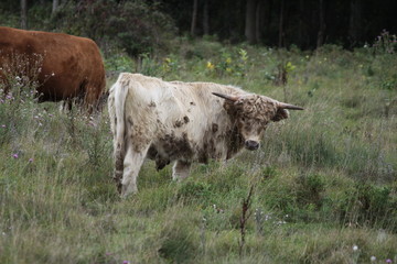 Highland Type Cattle