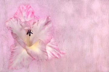 Lilie mit rosa Hintergrund © Anselm Baumgart