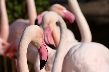 Naklejka premium Chilean Flamingo (Phoenicopterus chilensis)
