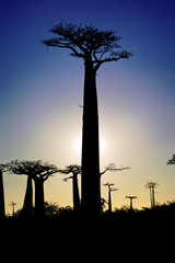Fototapeta na wymiar Zachód słońca i baobaby drzewa