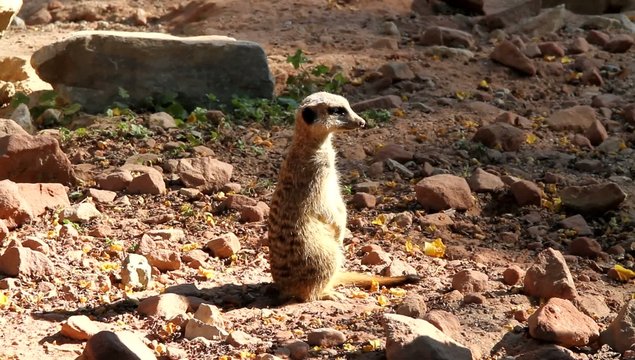 Suricate sentinelle