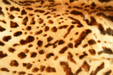 leopard skin