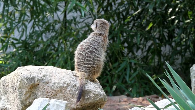 Suricate aux aguets