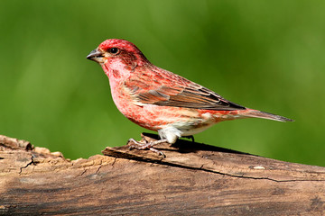 Purple Finch (Carpodacus purpureus)