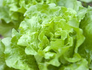 lettuce growing in the soil .