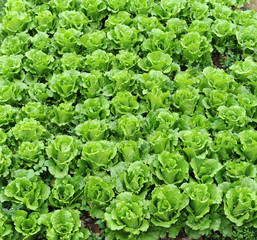 lettuce growing in the soil .