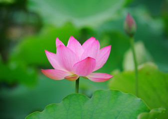 lotus flower .