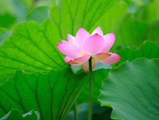 lotus flower .