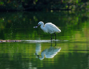Egrets play in the water