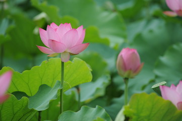 Obraz na płótnie Canvas Close-up of beatiful pink lotus