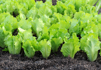 lettuce growing in the soil