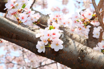 桜