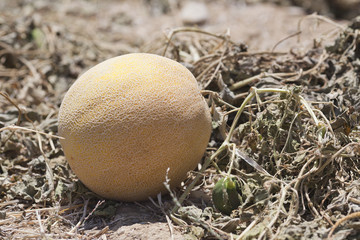 melone