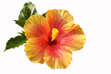 hibiskus