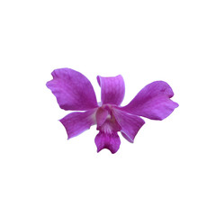 Orchid_Purple_01