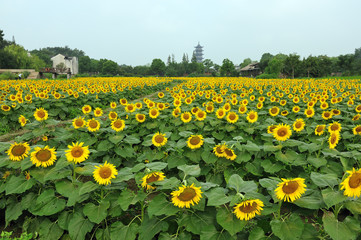 Fototapeta premium China village near the sunflower field