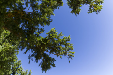 Obraz premium Copas de unos arboles