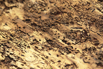 bark beetle traces