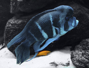 blue Cichlid and stones