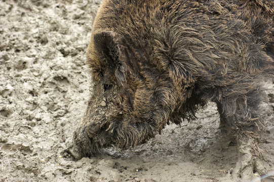 Wild boar detail