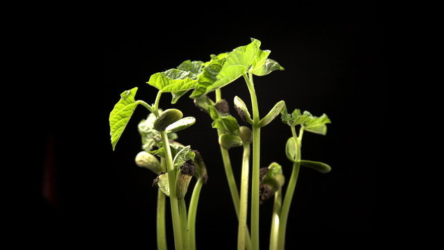 Time-lapse of growing haricot