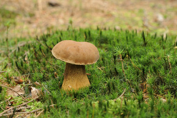 tylopilus felleus mushroom, ardennes