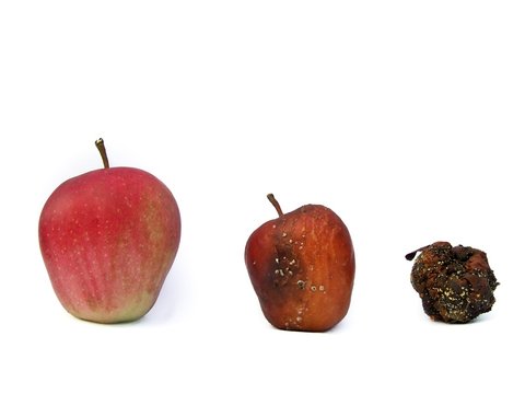 Verfall, &Auml;pfel, Freisteller, freigestellt
