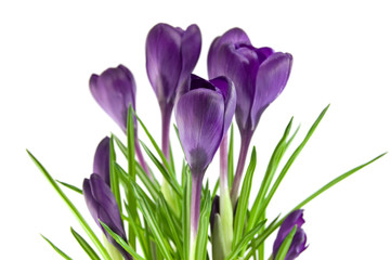 Fototapeta na wymiar Beautiful violet flower isolated on white