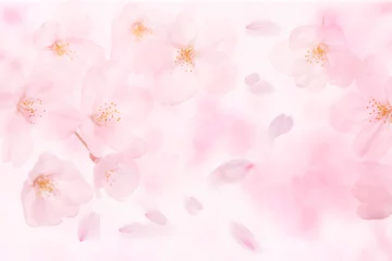 Fotobehang 桜 © sakura