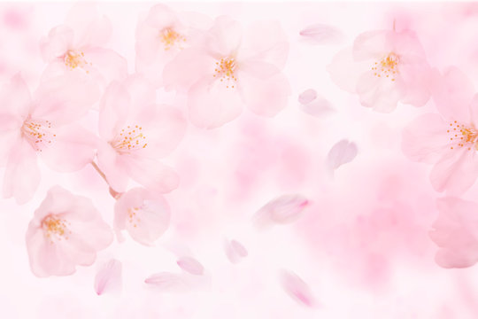 桜