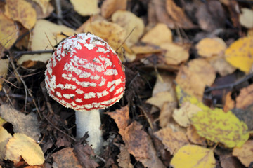 red fly agaric